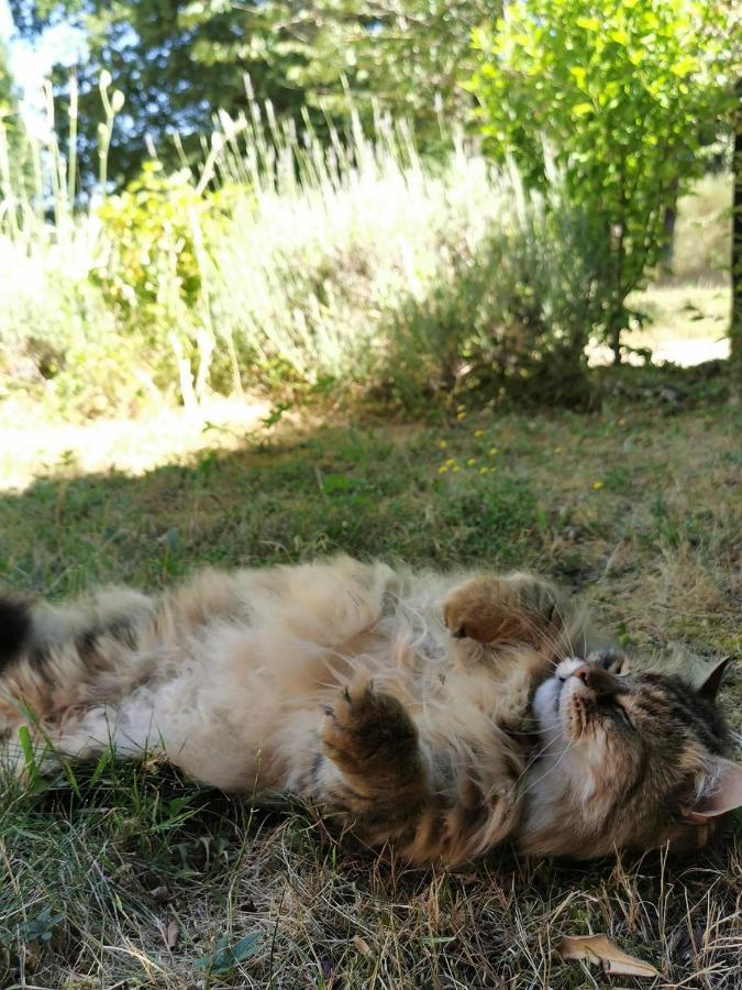 Quatre Chats Sous Un Pin Le Thoureil 外观 照片